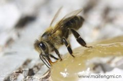 意蜂蜜、土蜂蜜、野生蜂蜜你能分得清楚吗