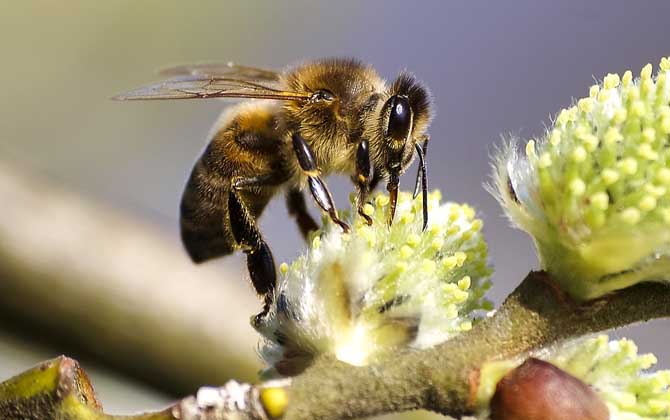 蜜蜂