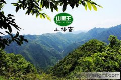 秦岭土蜂蜜价格 秦岭土蜂蜜多少钱一斤