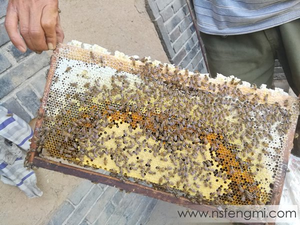 真正的秦岭土蜂蜜是这样来的