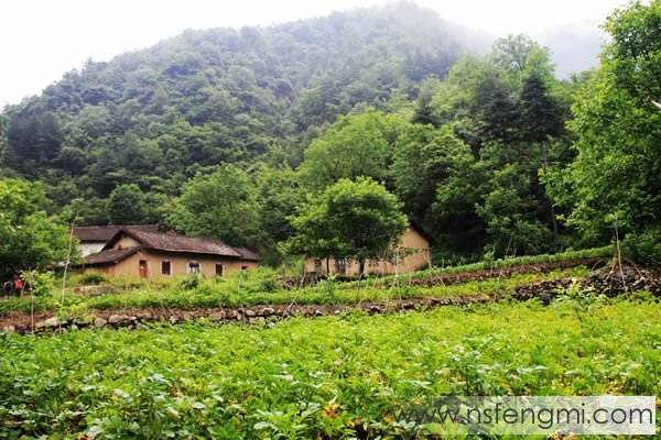 秦岭土蜂蜜图片