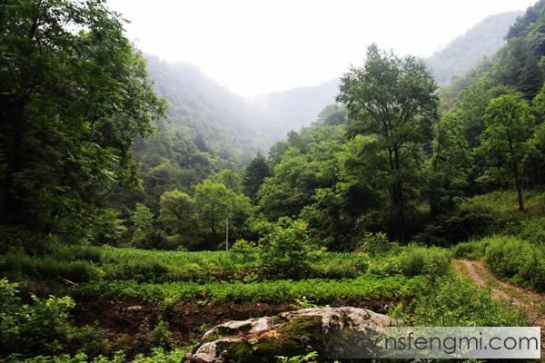 秦岭土蜂蜜图片