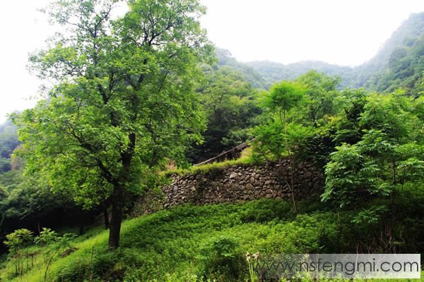 秦岭土蜂蜜图片