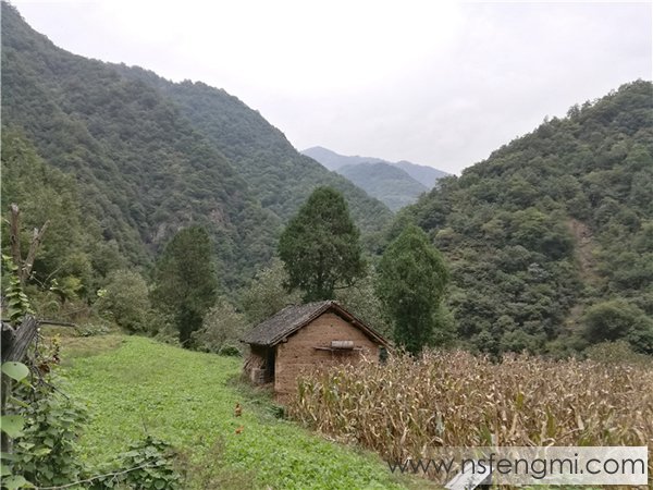 山里王土蜂蜜图片