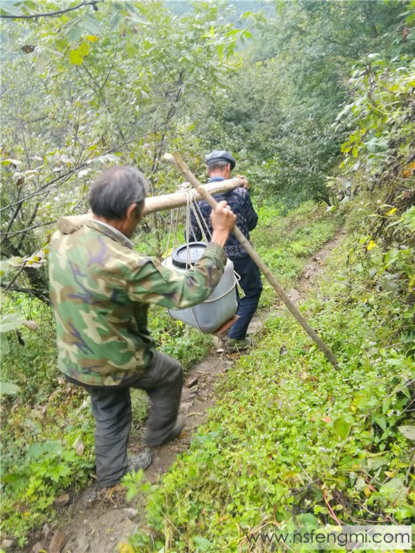 山里王土蜂蜜图片