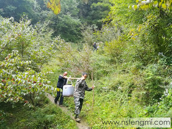 山里王土蜂蜜图片